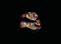 藏品(貘化石)的圖片